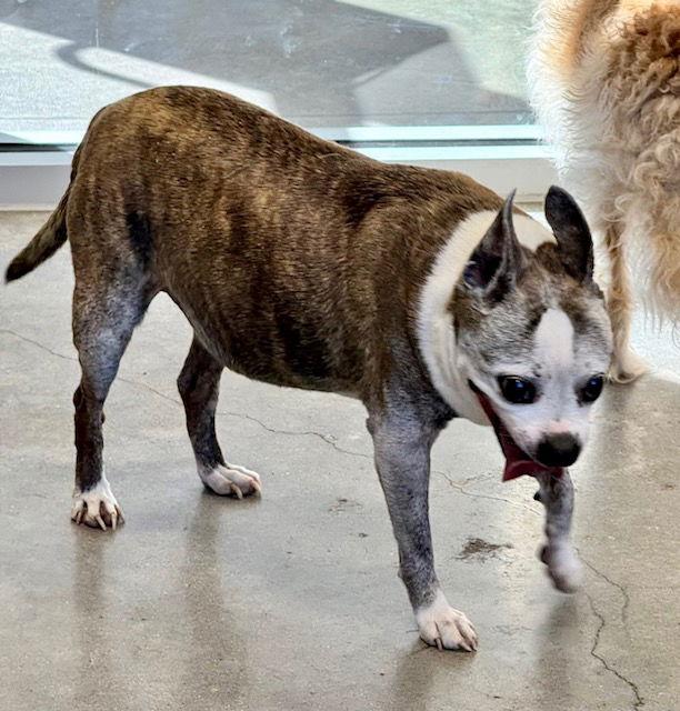 BabyGirl, a Adoptable Boston Terrier in Gainesville, TX image 1/3