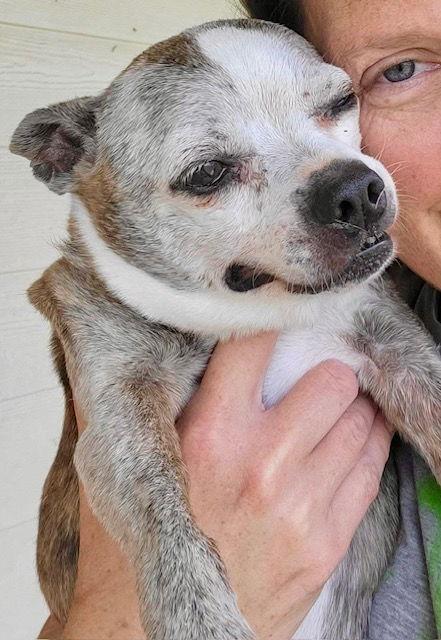 BabyGirl, a Adoptable Boston Terrier in Gainesville, TX image 2/3