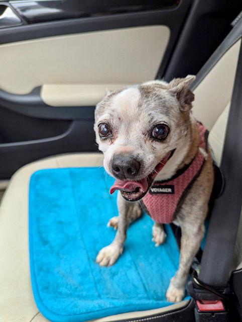 BabyGirl, a Adoptable Boston Terrier in Gainesville, TX image 3/3