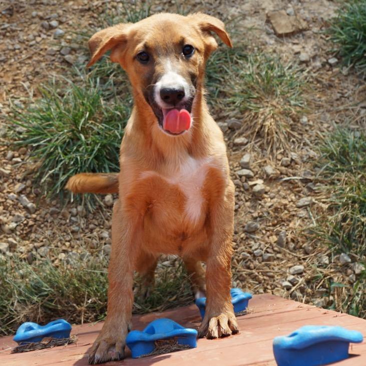 Enlarge Rama, a Adopted Belgian Shepherd / Malinois in Duck River, TN image 1/2