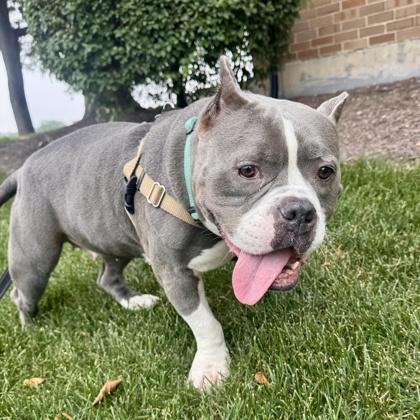 Enlarge Cardi B, a Adoptable mixed breed in Wheaton, IL image 2/3
