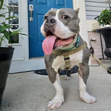 Enlarge Cardi B, a Adoptable mixed breed in Wheaton, IL image 3/3