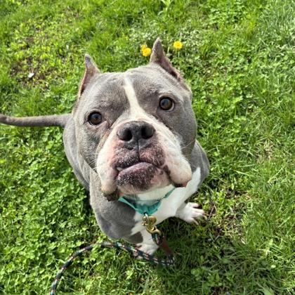 Enlarge Ditto, a Adoptable mixed breed in Wheaton, IL image 2/2