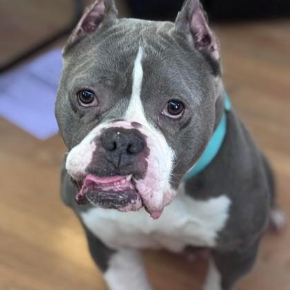 Enlarge Cardi B, a Adoptable mixed breed in Wheaton, IL image 3/3
