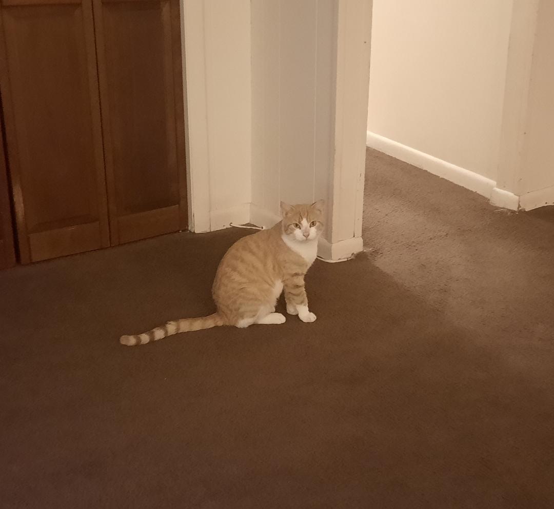 Enlarge OCTAVIAN, a Adoptable Domestic Short Hair in Harrisburg, PA image 1/3