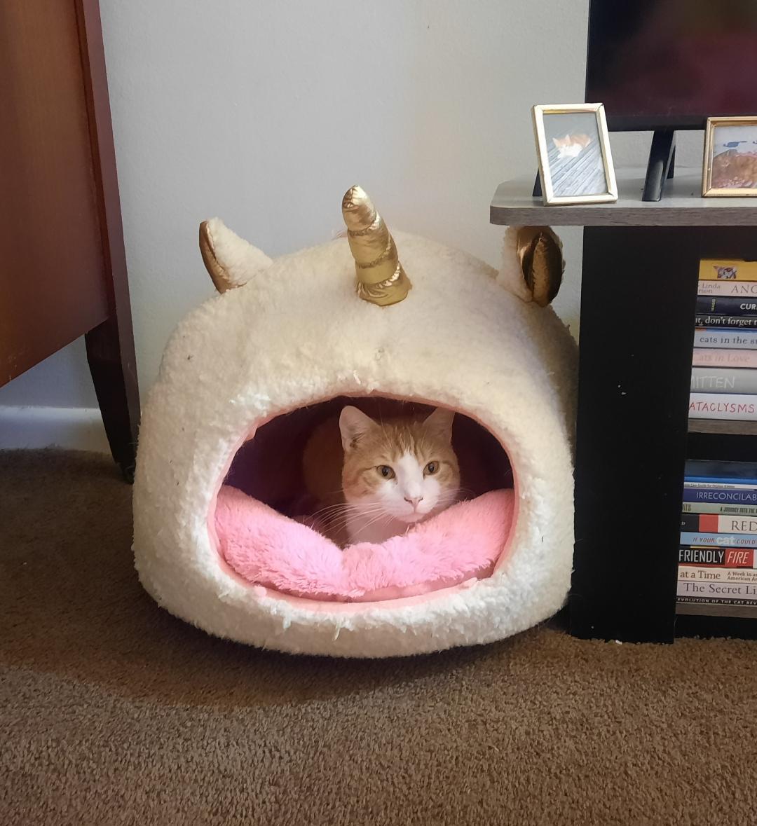 Enlarge OCTAVIAN, a Adoptable Domestic Short Hair in Harrisburg, PA image 2/3