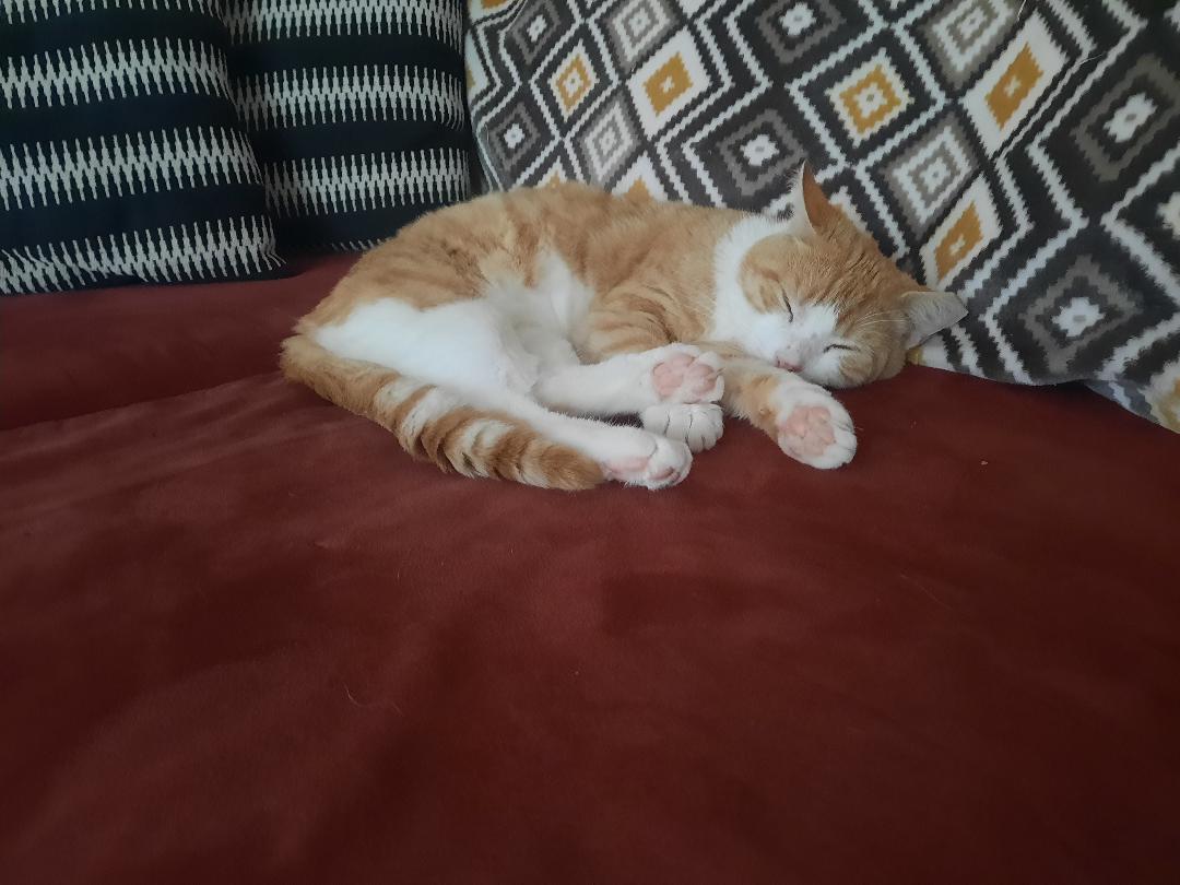 Enlarge OCTAVIAN, a Adoptable Domestic Short Hair in Harrisburg, PA image 3/3