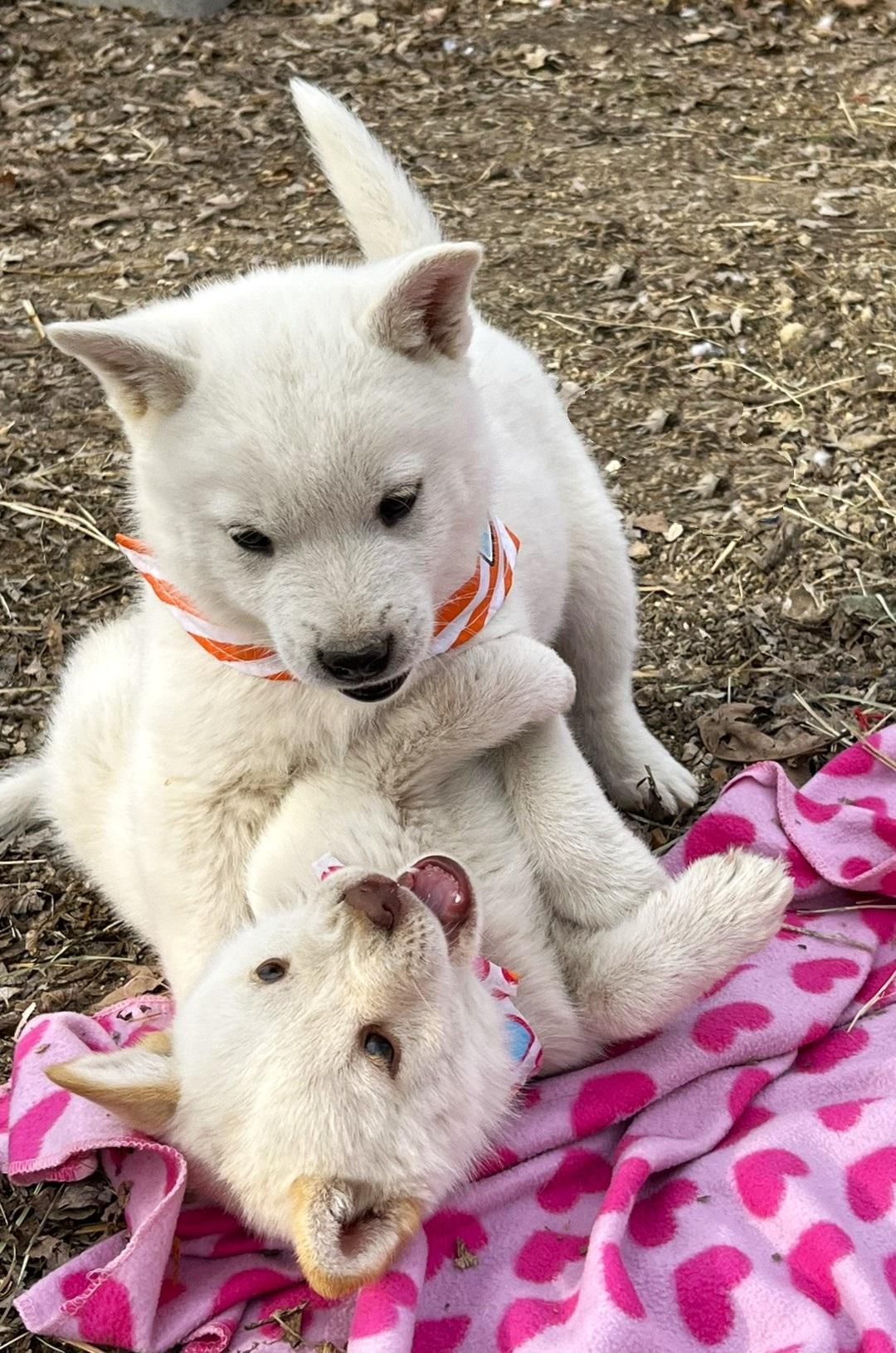 Enlarge Casper, an adopted mixed breed in Godley, TX image 3/6