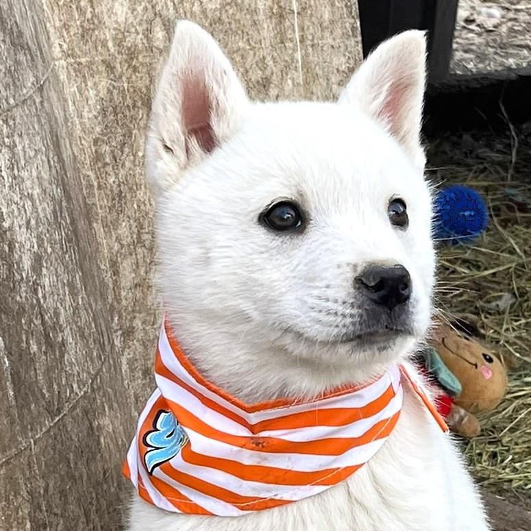 Enlarge Casper, an adopted mixed breed in Godley, TX image 1/6
