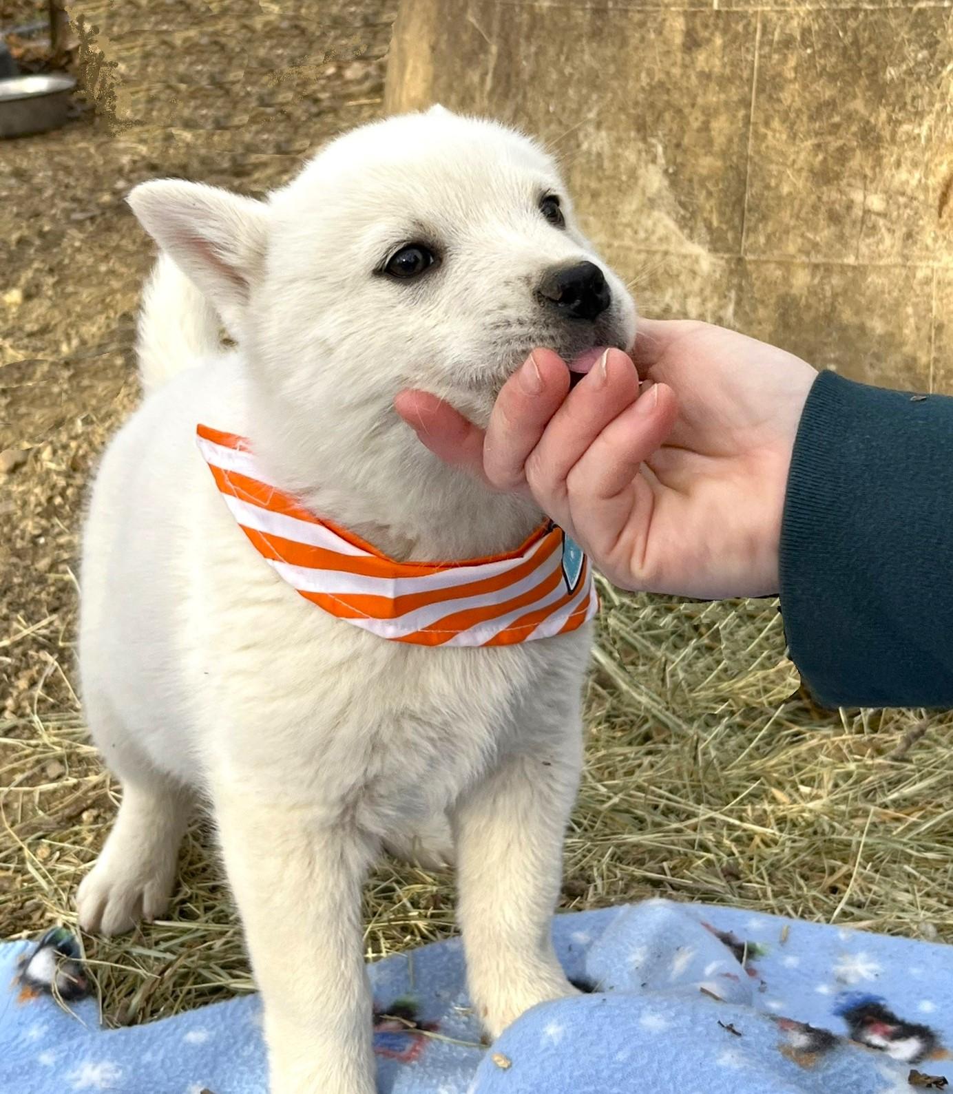 Enlarge Casper, an adopted mixed breed in Godley, TX image 4/6