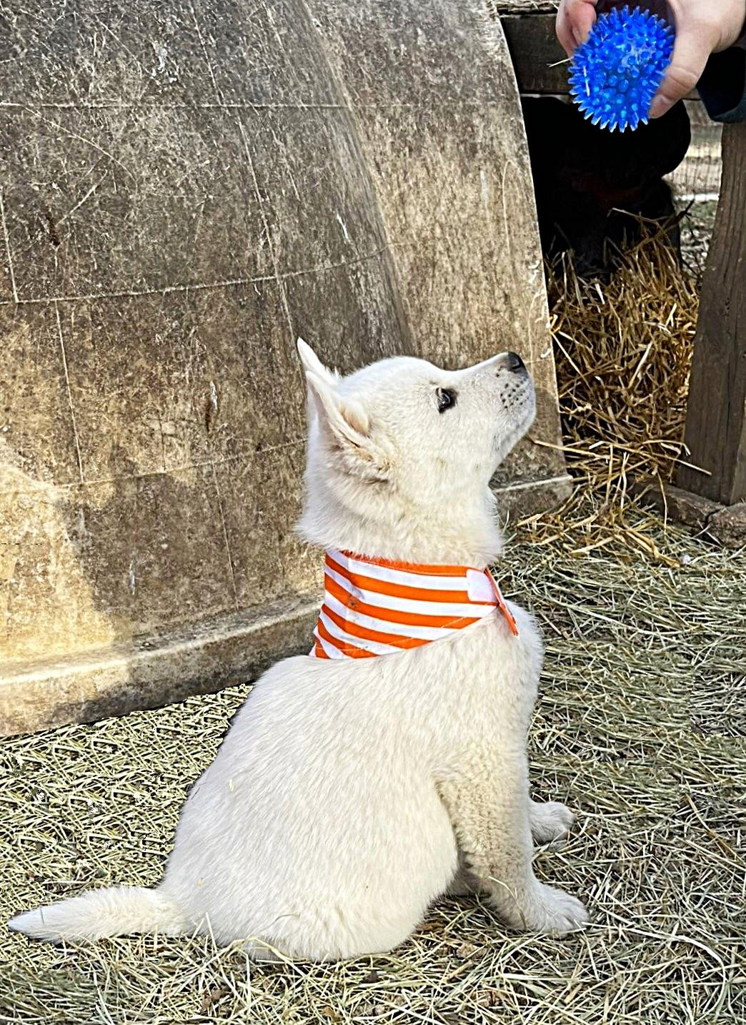 Enlarge Casper, an adopted mixed breed in Godley, TX image 5/6