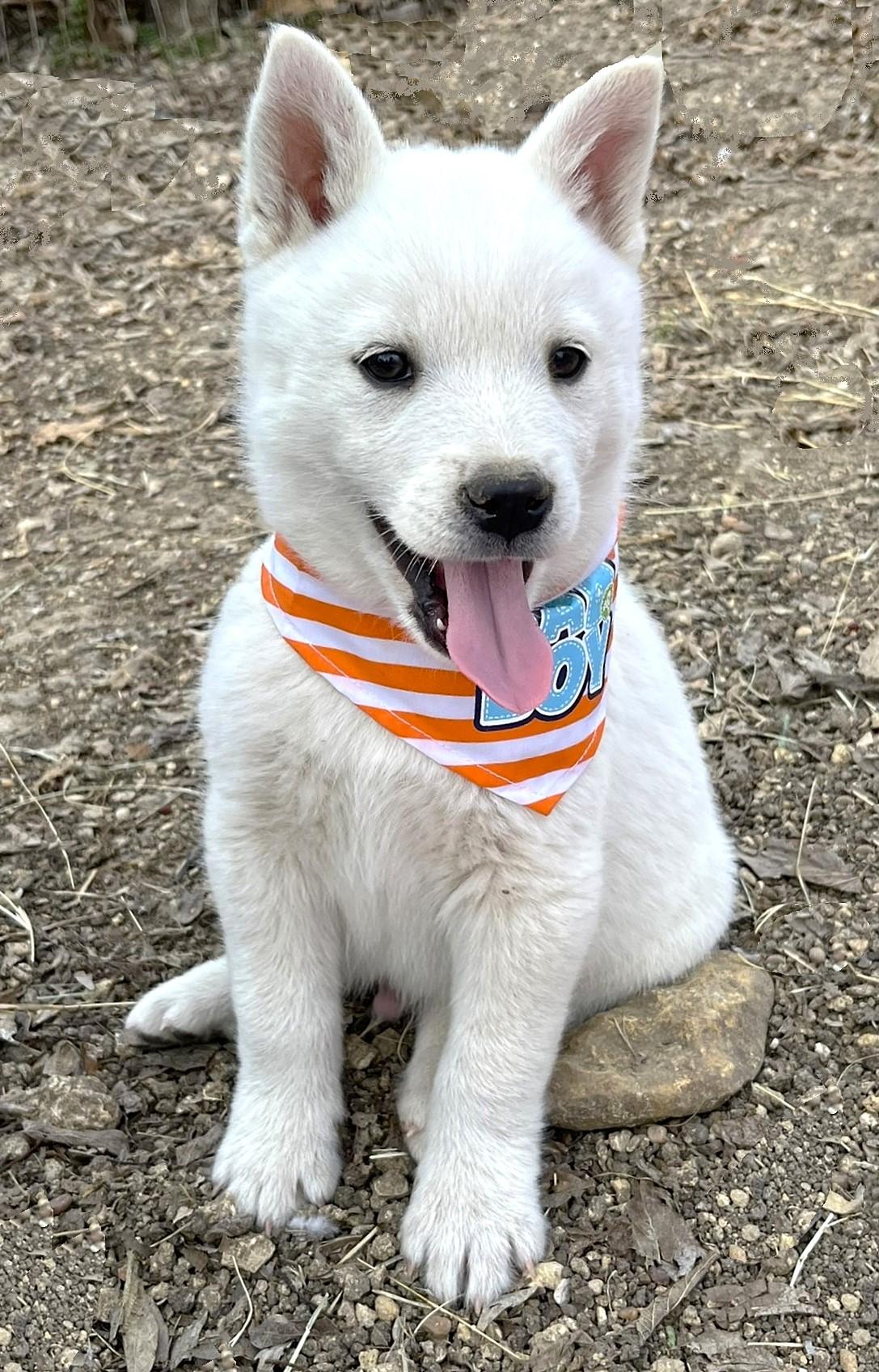 Enlarge Casper, an adopted mixed breed in Godley, TX image 2/6