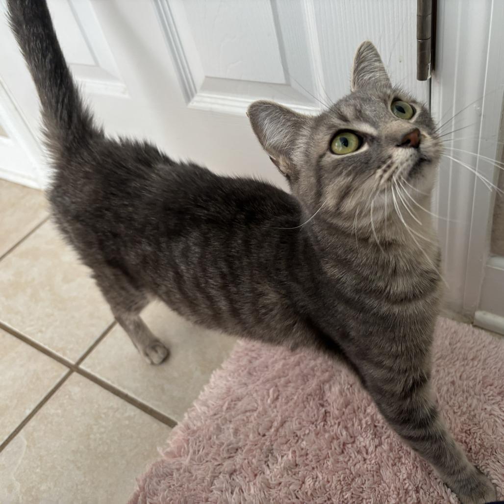 Enlarge Kindling, a Adoptable Domestic Short Hair in Brownsboro, AL image 1/6