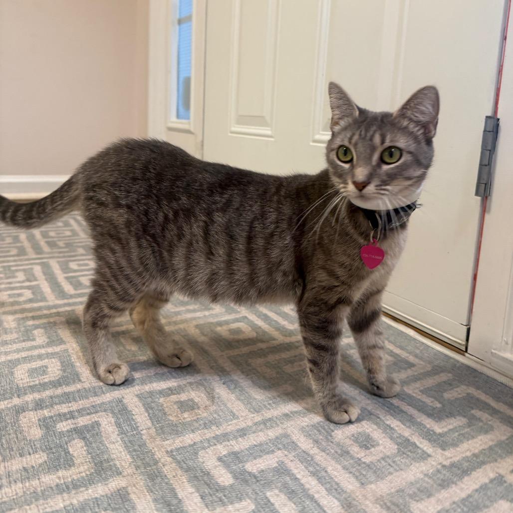 Enlarge Kindling, a Adoptable Domestic Short Hair in Brownsboro, AL image 2/6
