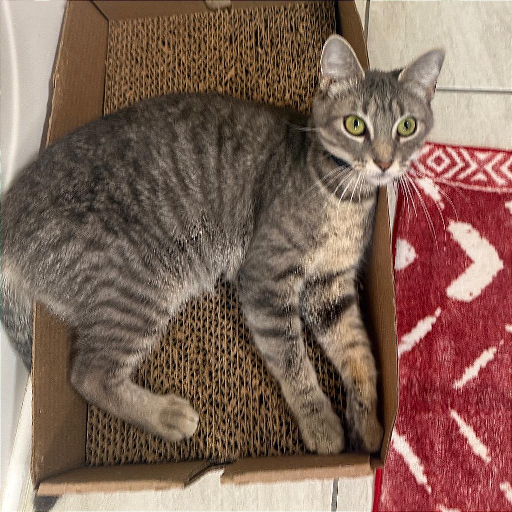Enlarge Kindling, a Adoptable Domestic Short Hair in Brownsboro, AL image 3/6