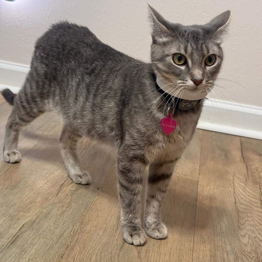 Enlarge Kindling, a Adoptable Domestic Short Hair in Brownsboro, AL image 4/6