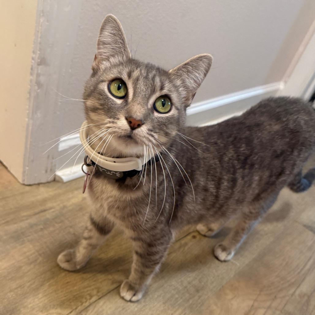 Enlarge Kindling, a Adoptable Domestic Short Hair in Brownsboro, AL image 5/6