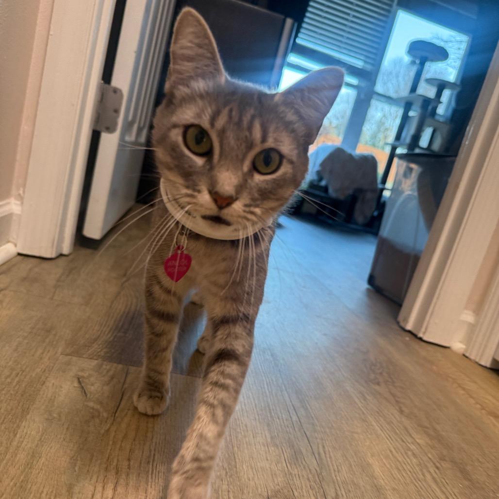Enlarge Kindling, a Adoptable Domestic Short Hair in Brownsboro, AL image 6/6