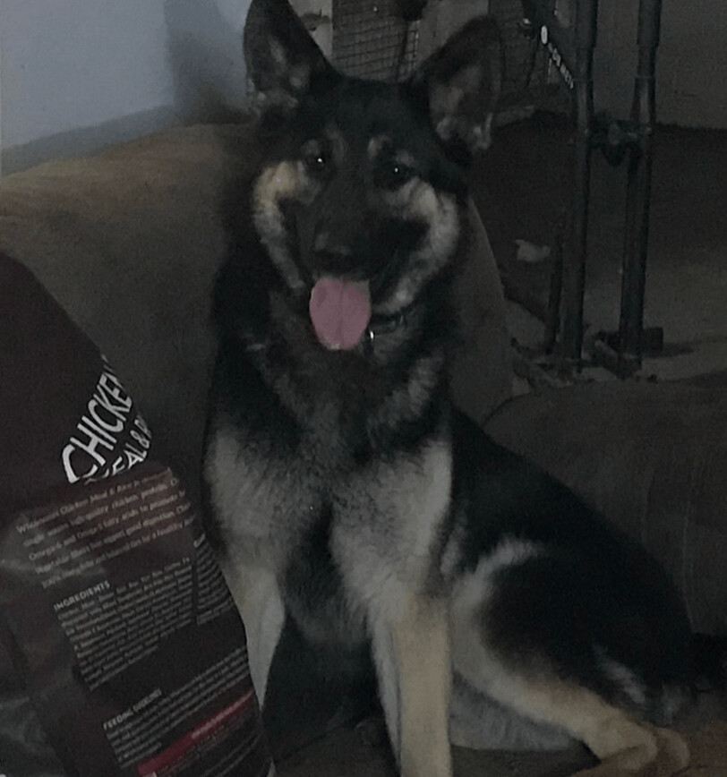 Barbie, a Adopted German Shepherd Dog in Austin, TX image 1/3