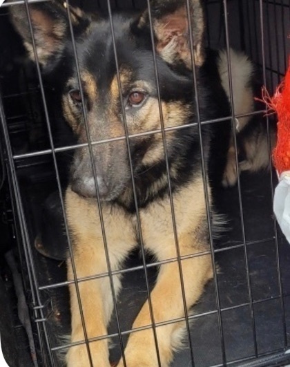 Barbie, Adopted, Young Female German Shepherd Dog.