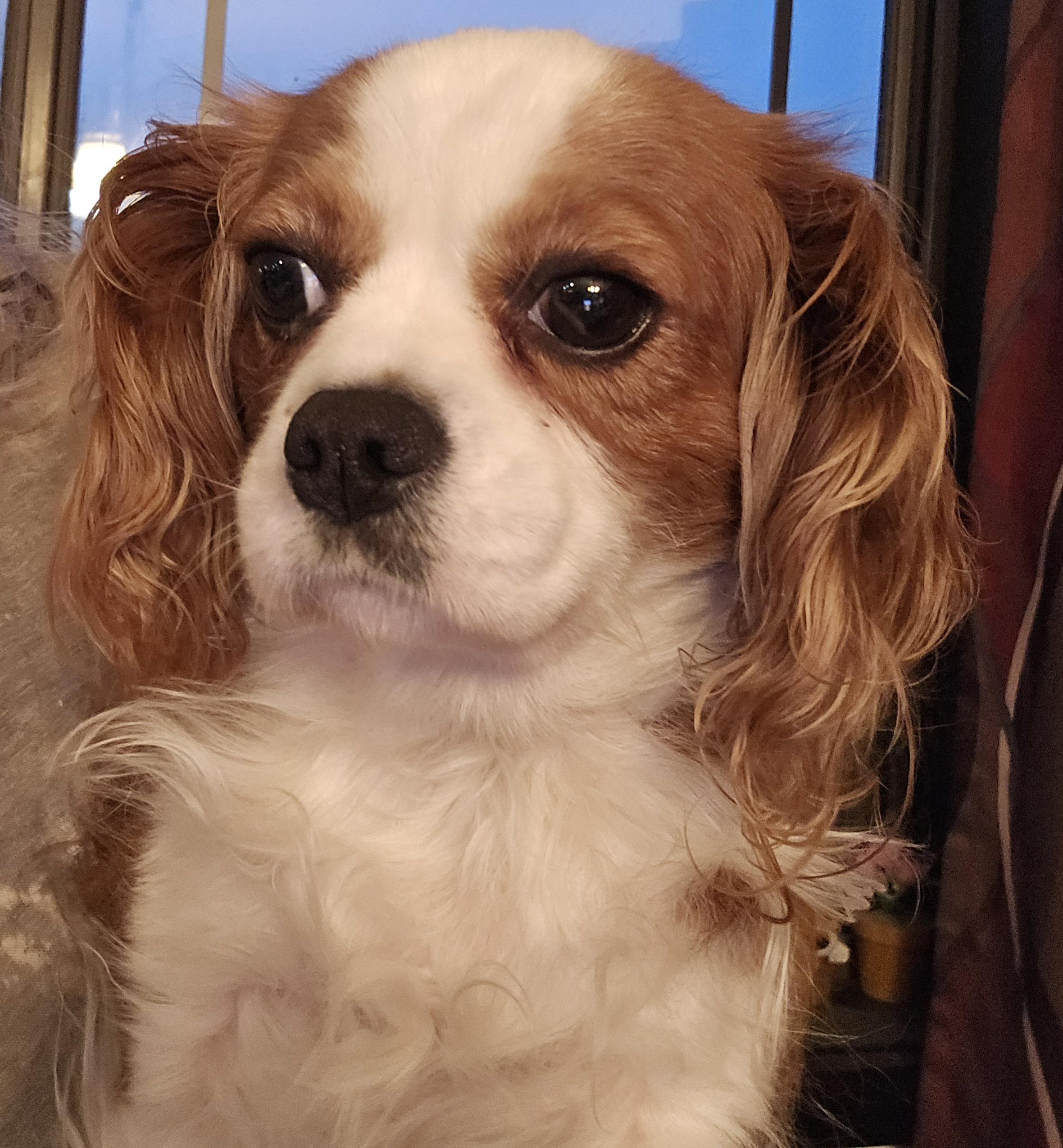 Enlarge Ellie Mae, an adoptable Cavalier King Charles Spaniel in Terre Haute, IN image 3/4