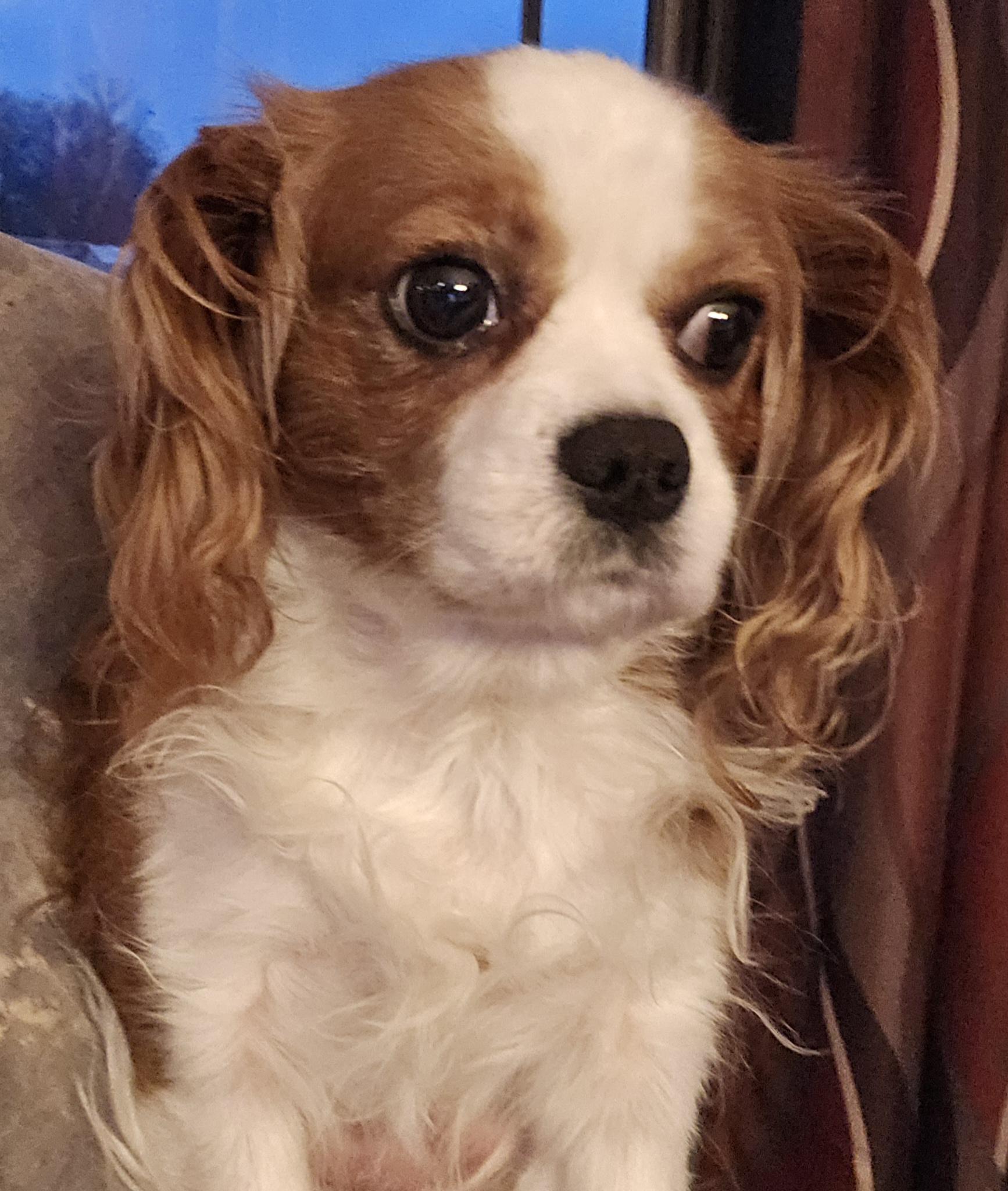 Ellie Mae, adoptable, Adult Female Cavalier King Charles Spaniel.