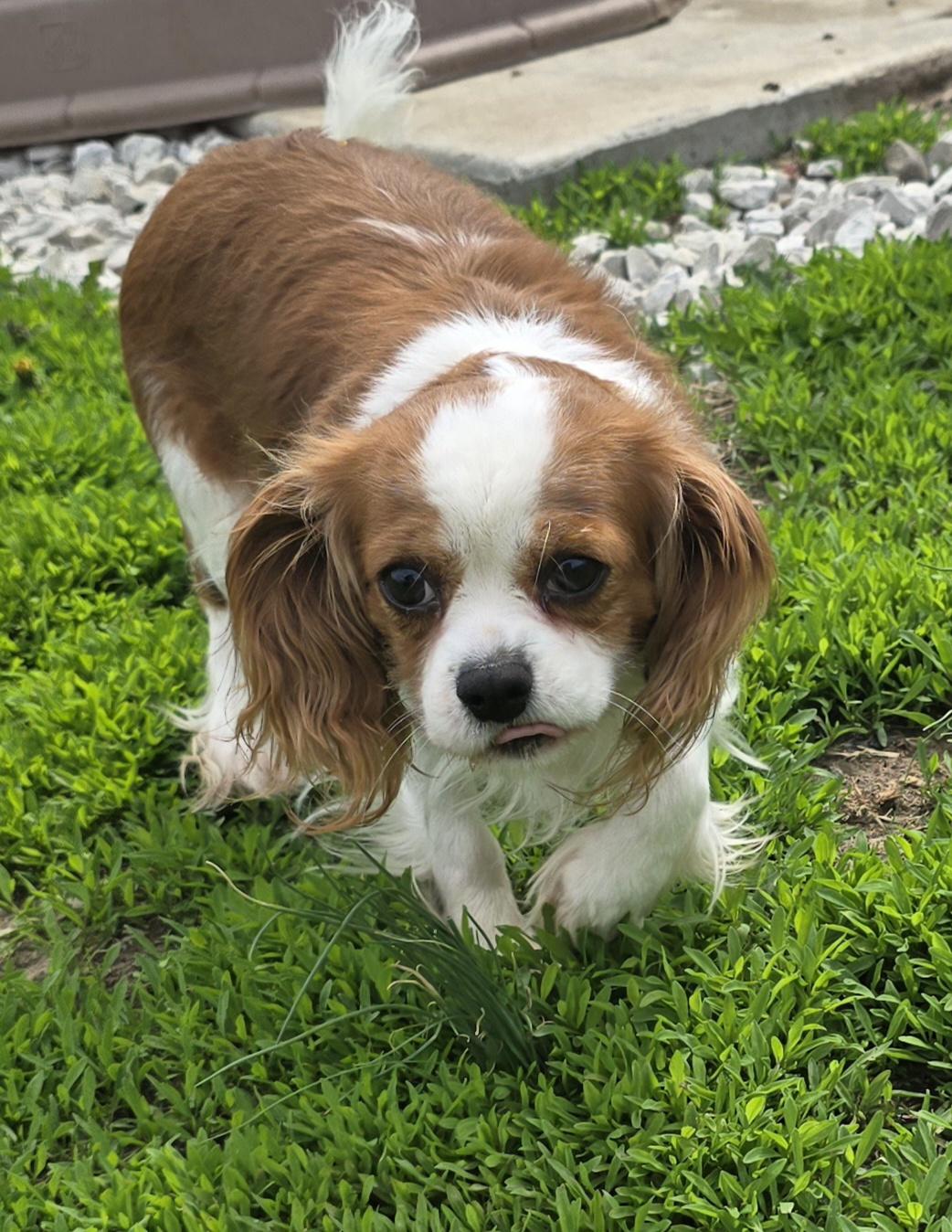 Enlarge Ellie Mae, an adoptable Cavalier King Charles Spaniel in Terre Haute, IN image 4/4