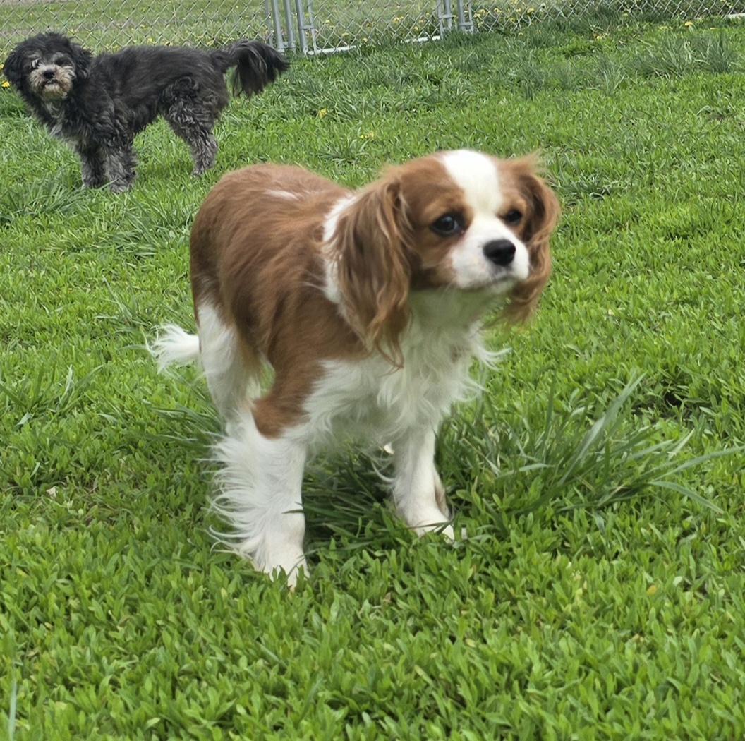 Enlarge Ellie Mae, an adoptable Cavalier King Charles Spaniel in Terre Haute, IN image 2/4