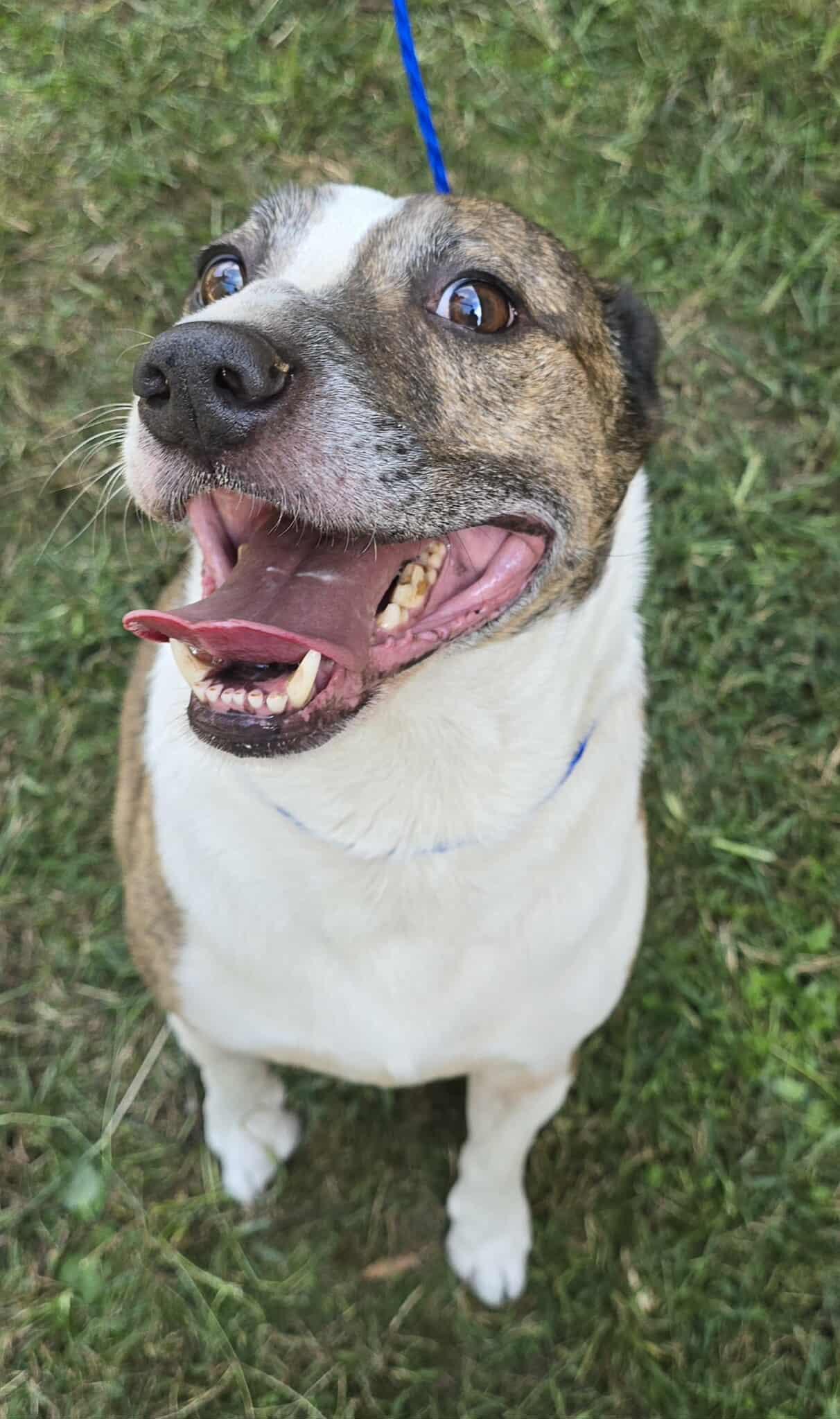 Tommy, Adoptable, Adult Male Pit Bull Terrier.