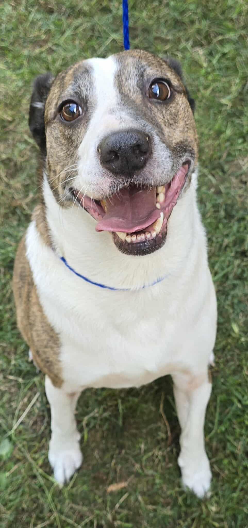 Enlarge Tommy, a Adoptable mixed breed in Newport, TN image 2/6