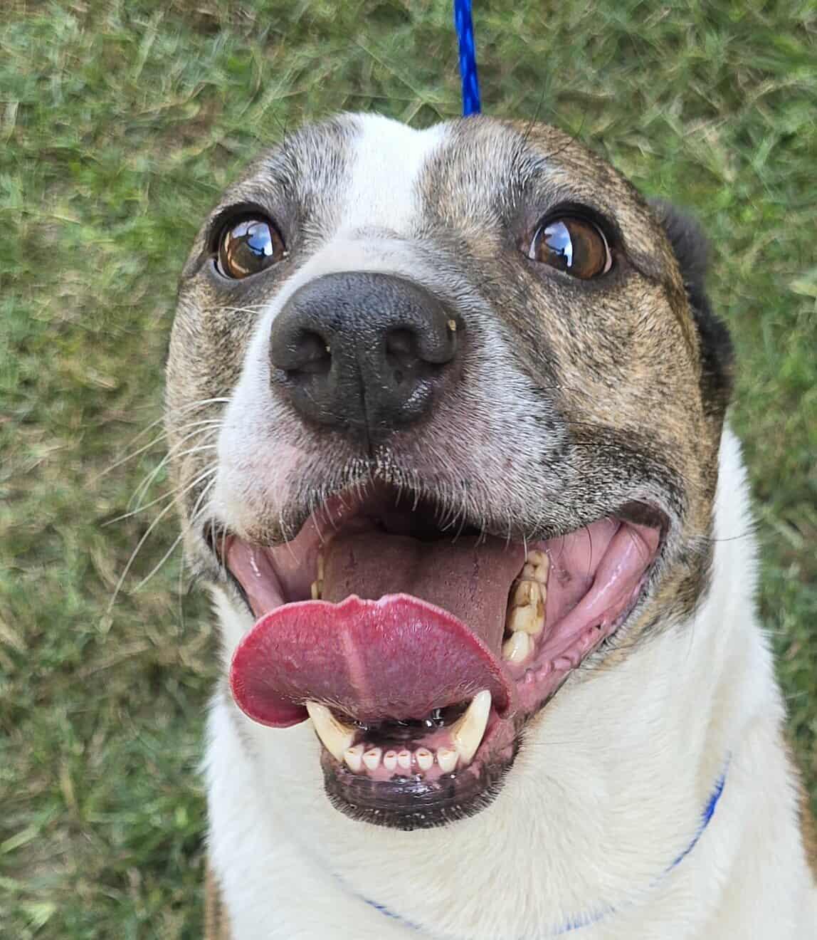 Enlarge Tommy, a Adoptable mixed breed in Newport, TN image 3/6