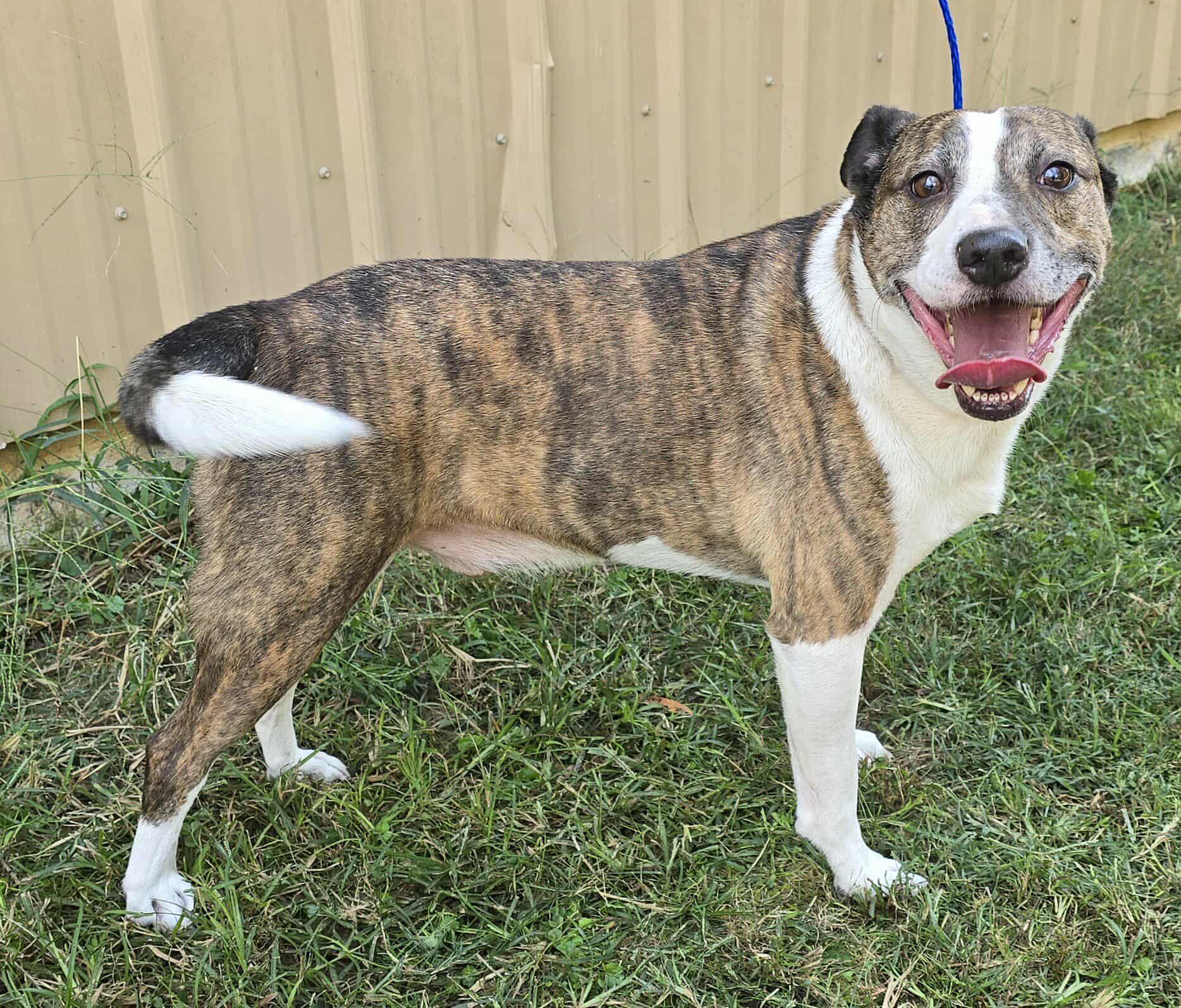 Enlarge Tommy, a Adoptable mixed breed in Newport, TN image 4/6