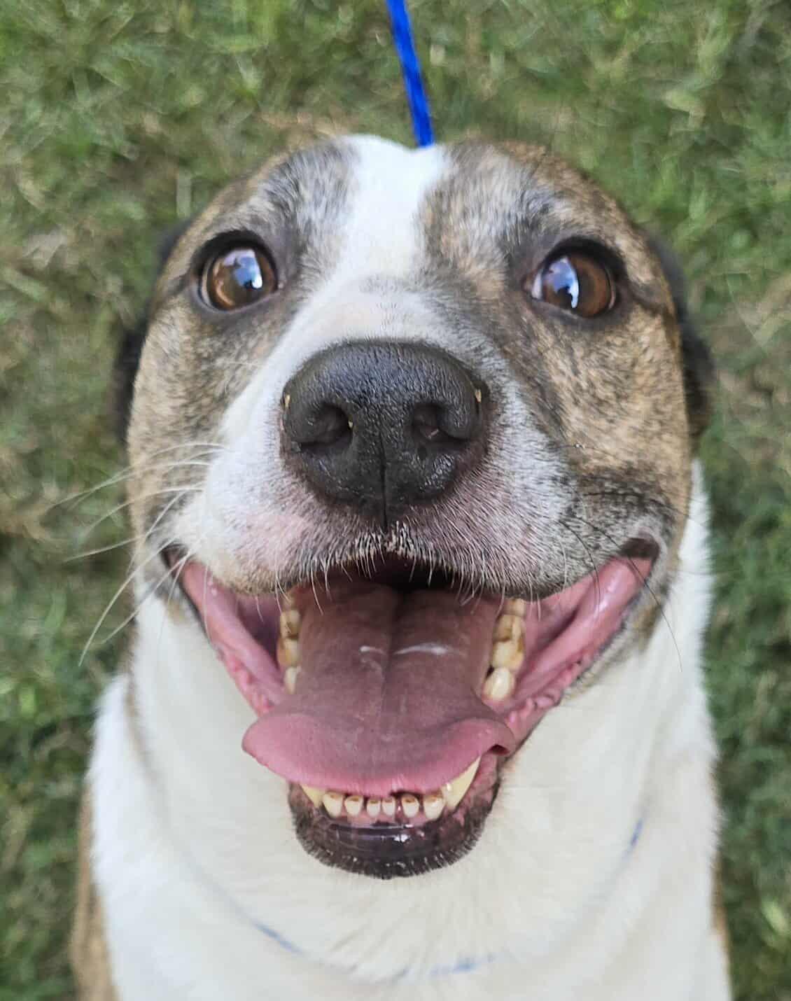 Enlarge Tommy, a Adoptable mixed breed in Newport, TN image 5/6