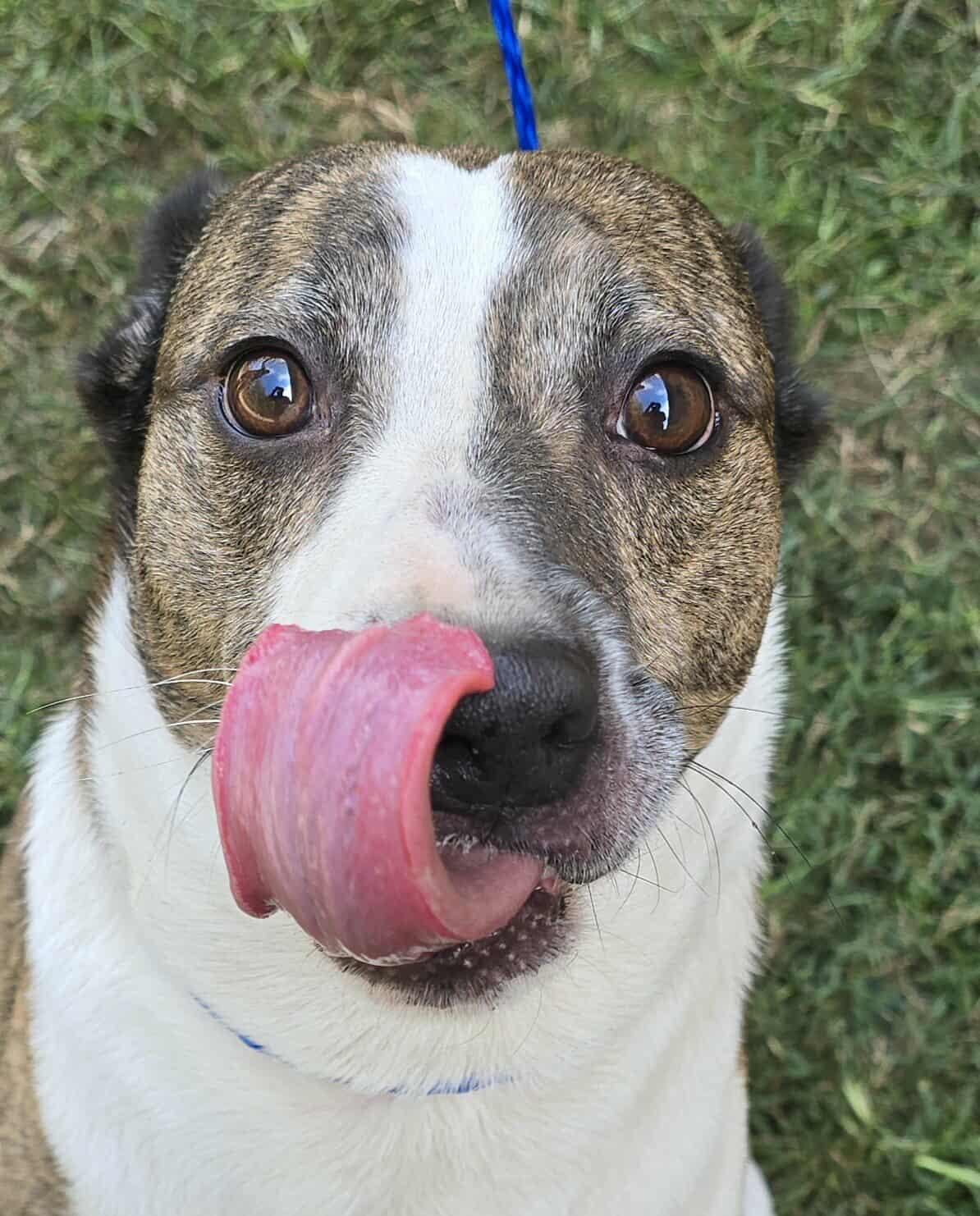 Enlarge Tommy, a Adoptable mixed breed in Newport, TN image 6/6