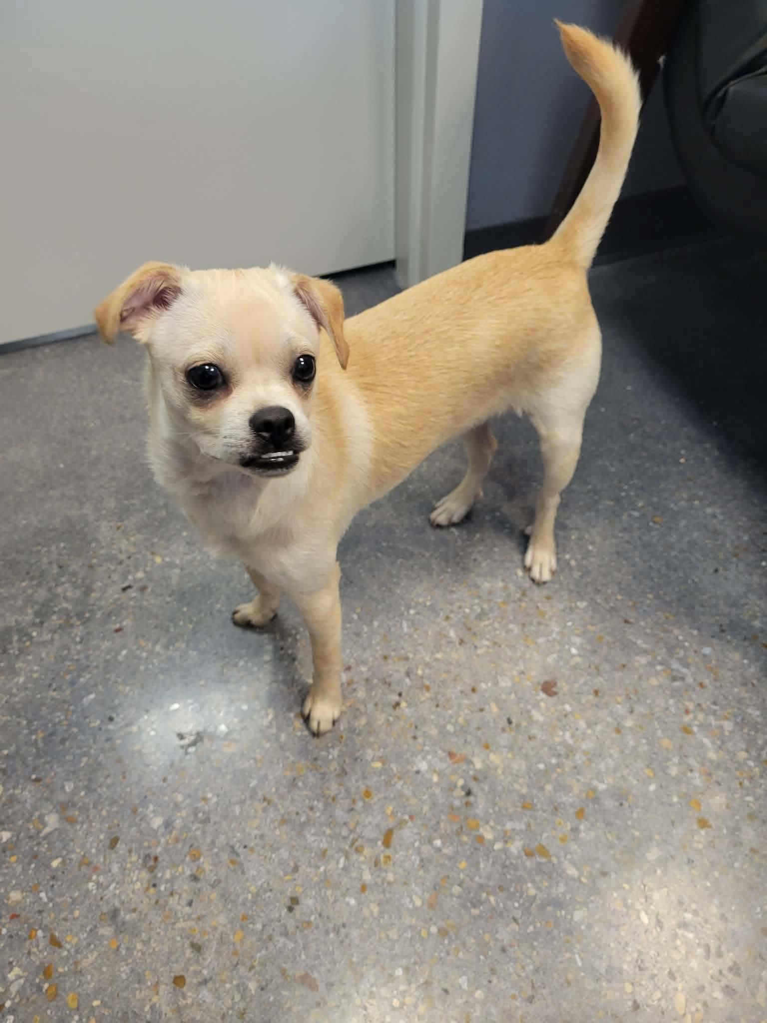 Enlarge Louie, a ADOPTABLE mixed breed in Hooksett, NH image 2/3