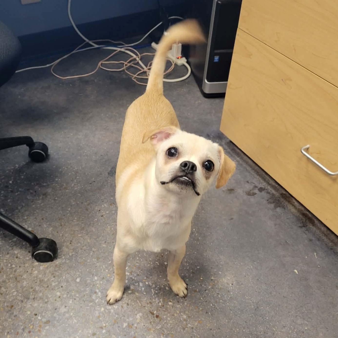 Enlarge Louie, a ADOPTABLE mixed breed in Hooksett, NH image 1/3