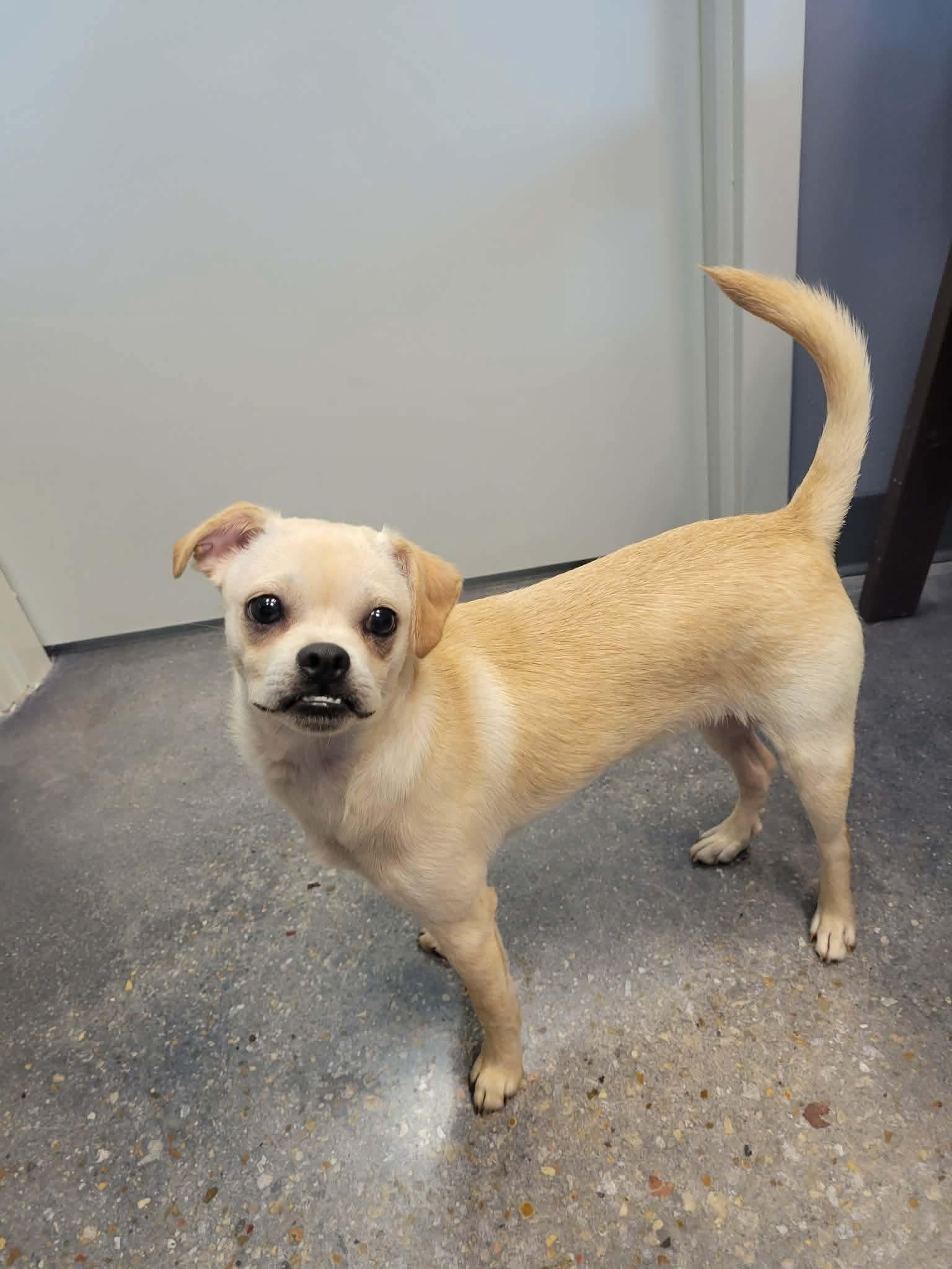 Enlarge Louie, a ADOPTABLE mixed breed in Hooksett, NH image 3/3