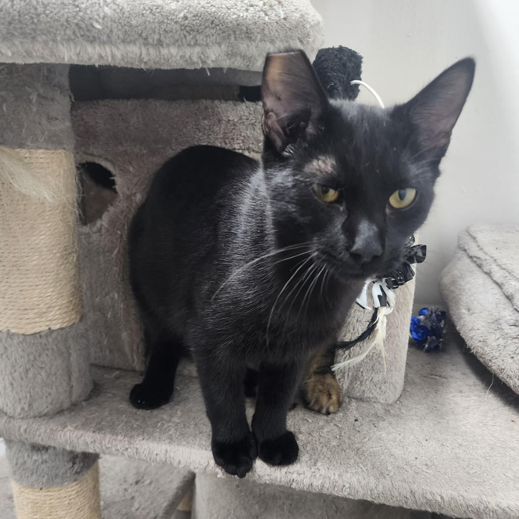 Abbott, Adoptable, Young Male Domestic Short Hair.