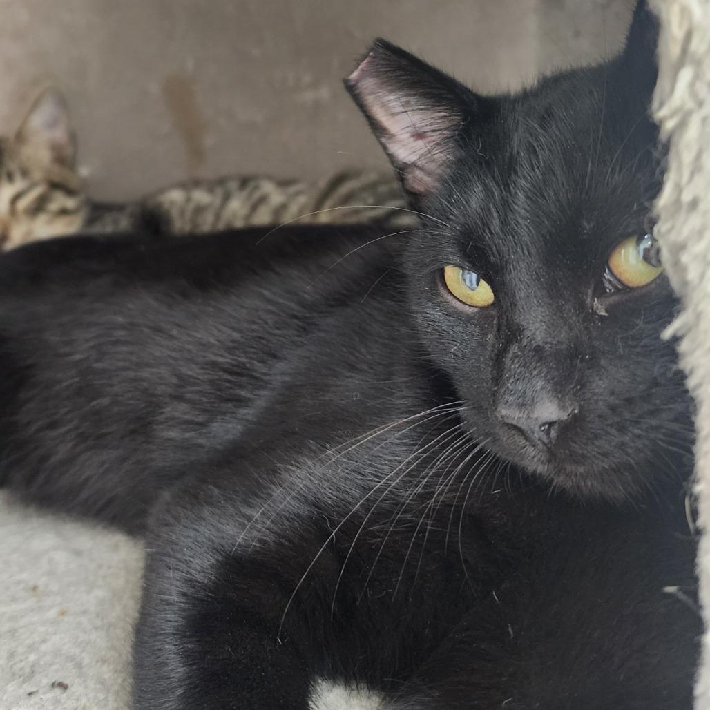 Enlarge Abbott, a Adoptable Domestic Short Hair in Evensville, TN image 2/6