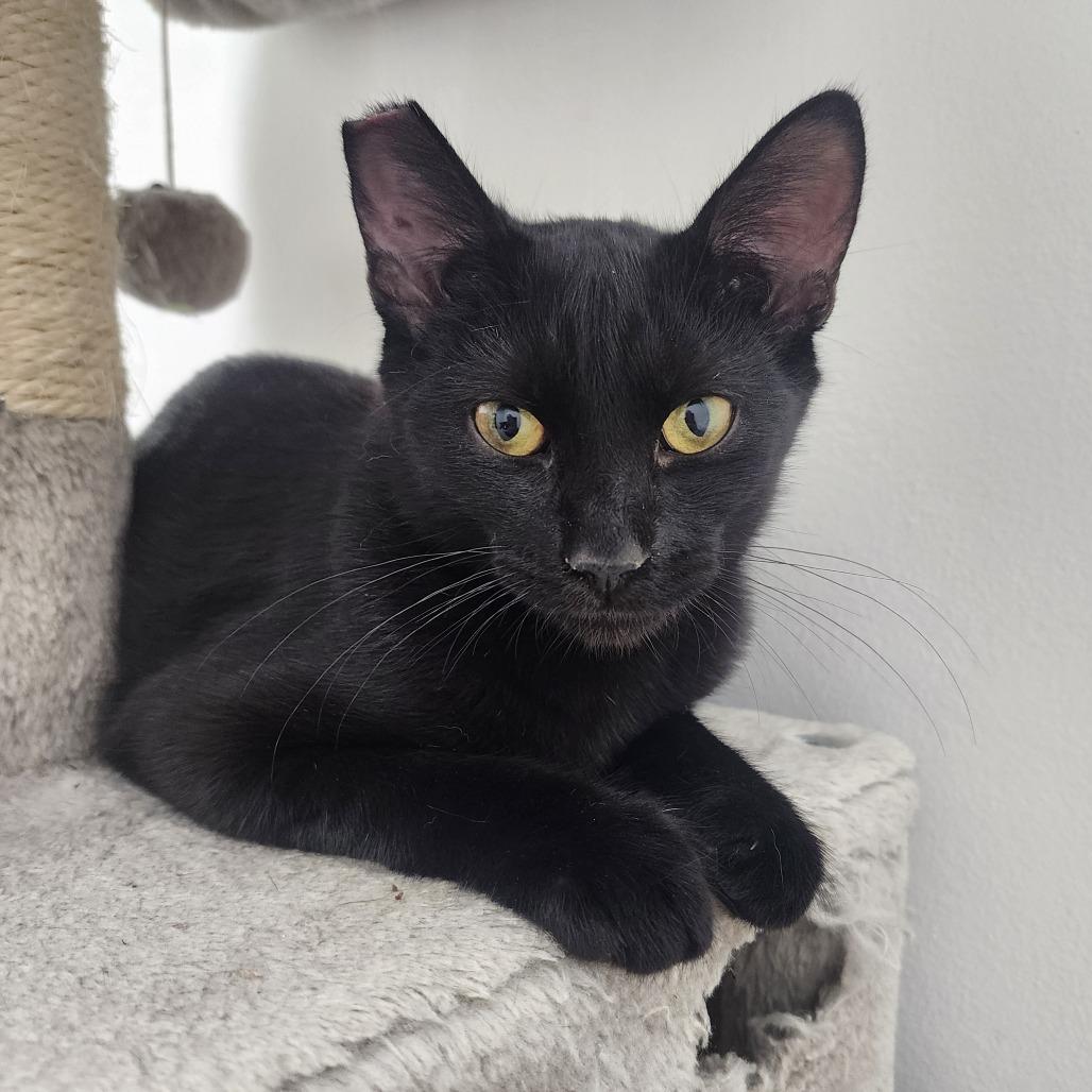 Enlarge Abbott, a Adoptable Domestic Short Hair in Evensville, TN image 3/6