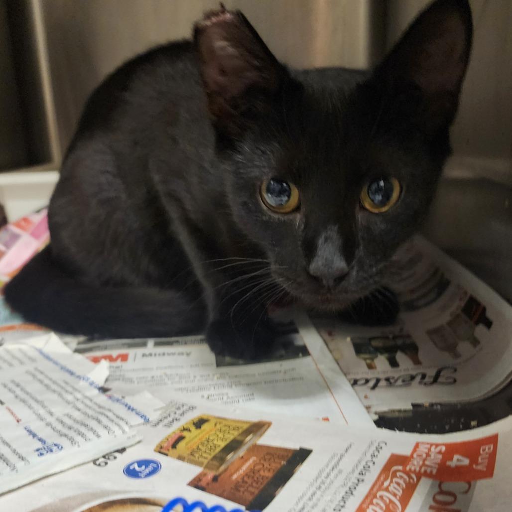 Enlarge Abbott, a Adoptable Domestic Short Hair in Evensville, TN image 4/6