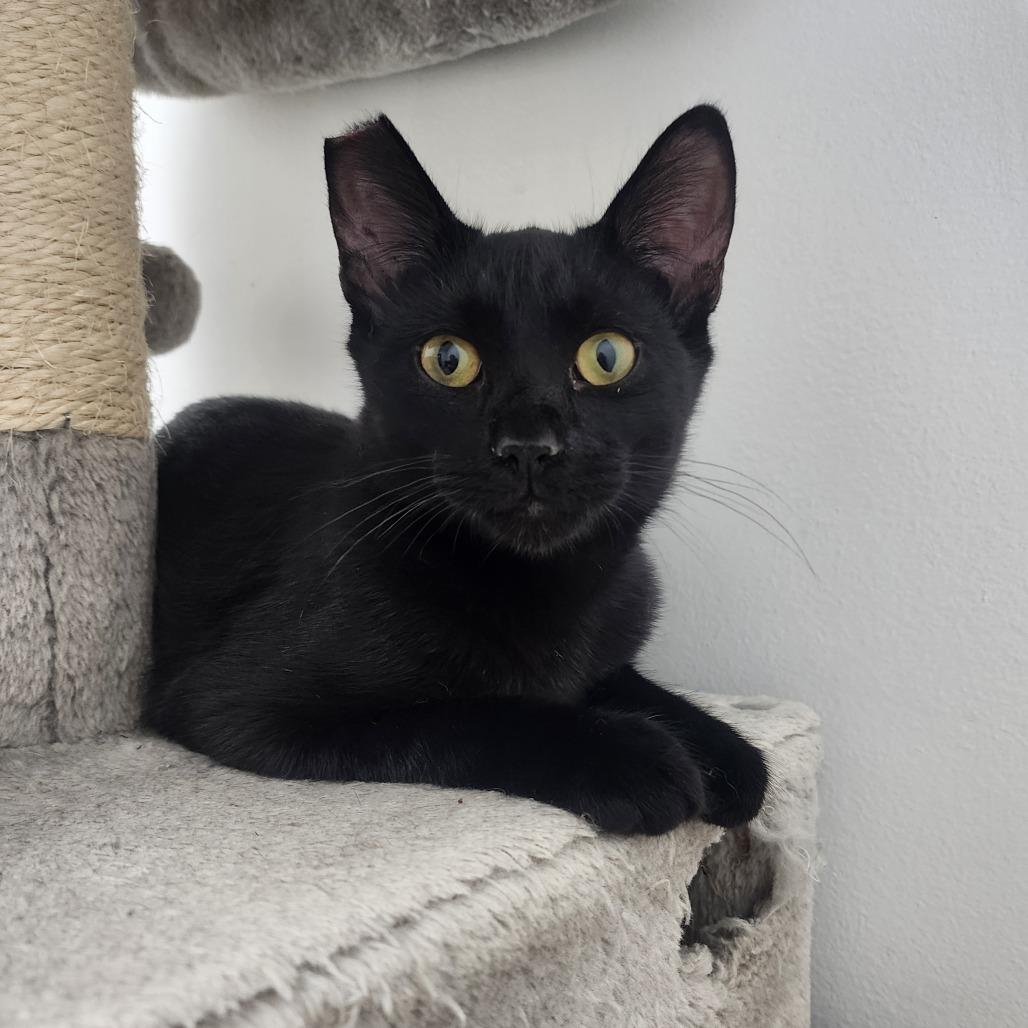 Abbott, a Adoptable Domestic Short Hair in Evensville, TN image 2/6