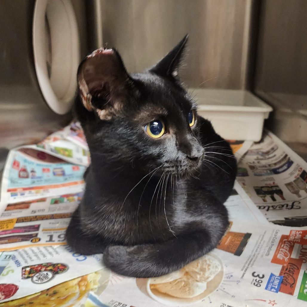 Enlarge Abbott, a Adoptable Domestic Short Hair in Evensville, TN image 6/6