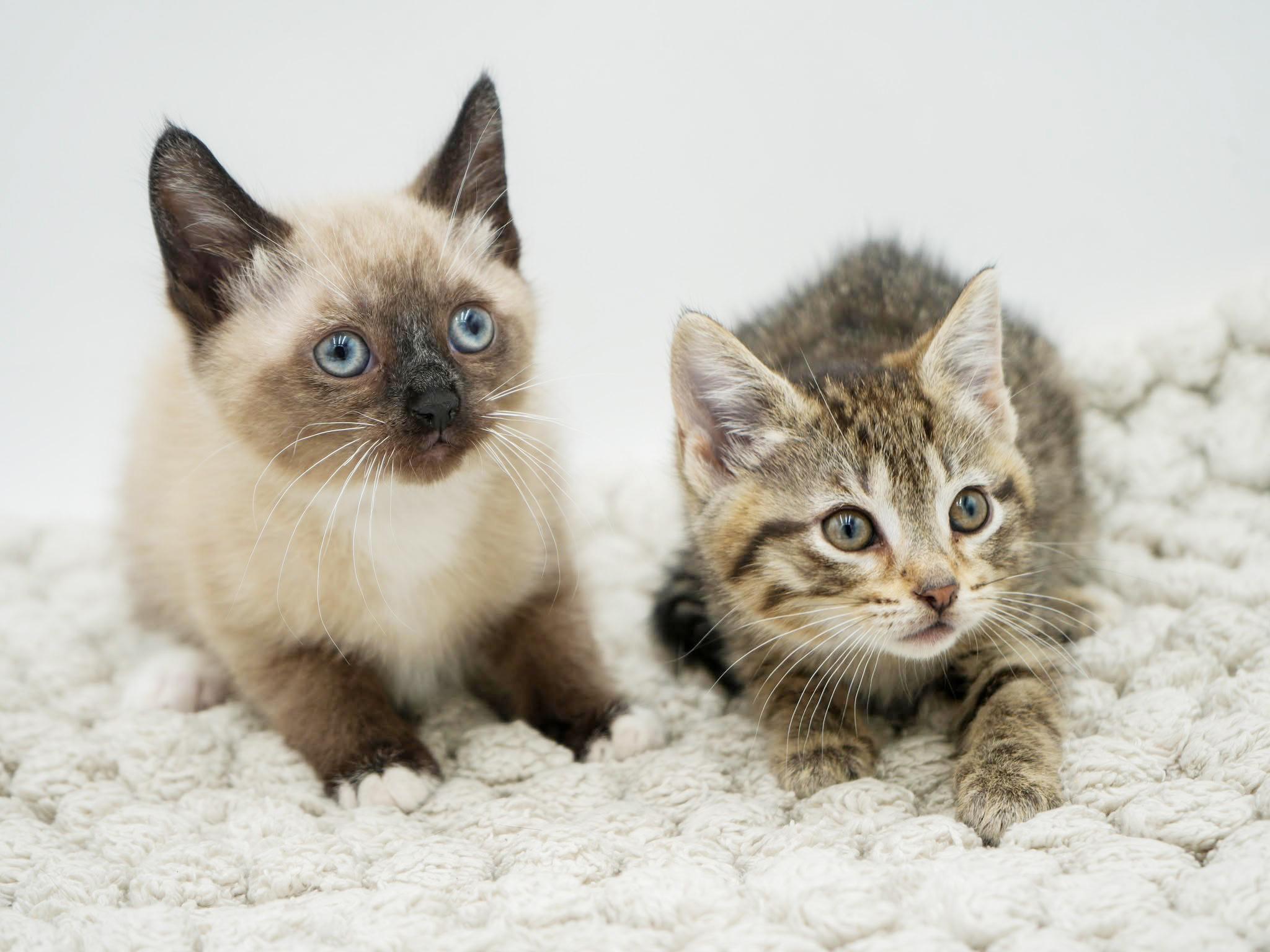 Sunflower And Skipper!  thumbnail 2