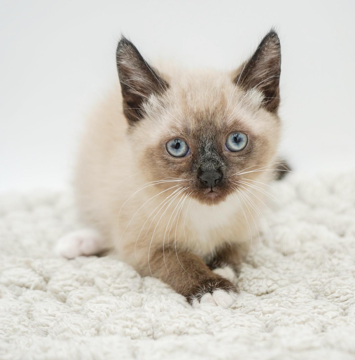 Sunflower And Skipper! 