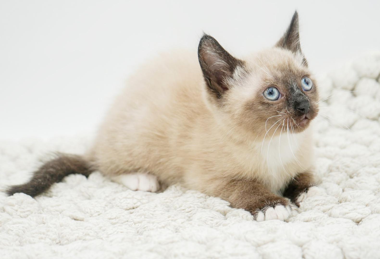 Sunflower And Skipper!  thumbnail 5