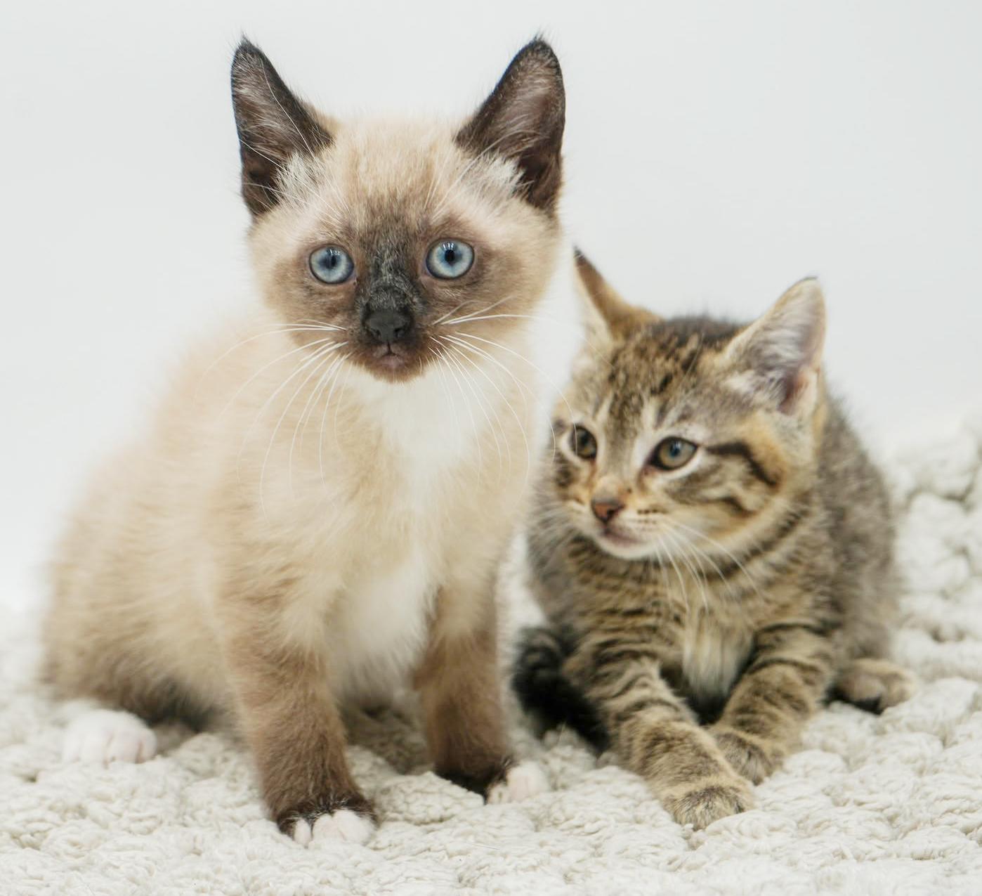 Sunflower And Skipper!  thumbnail 7