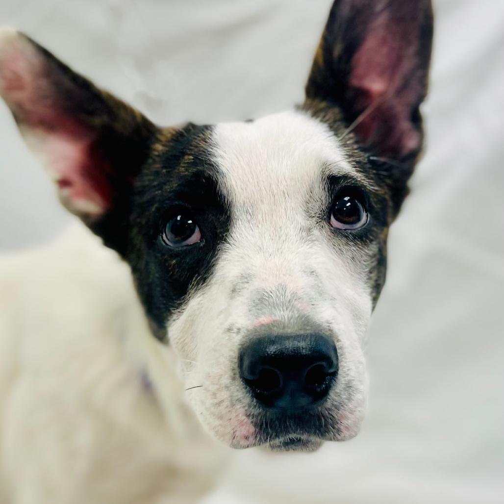 Marshmallow / Hannah, Adoptable, Young Female Cattle Dog & Terrier.