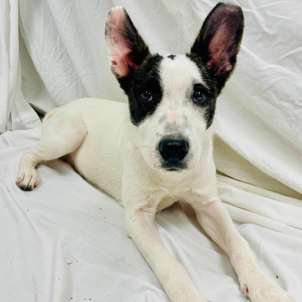 Enlarge Marshmallow / Hannah, a Adoptable mixed breed in Lebanon, MO image 2/6