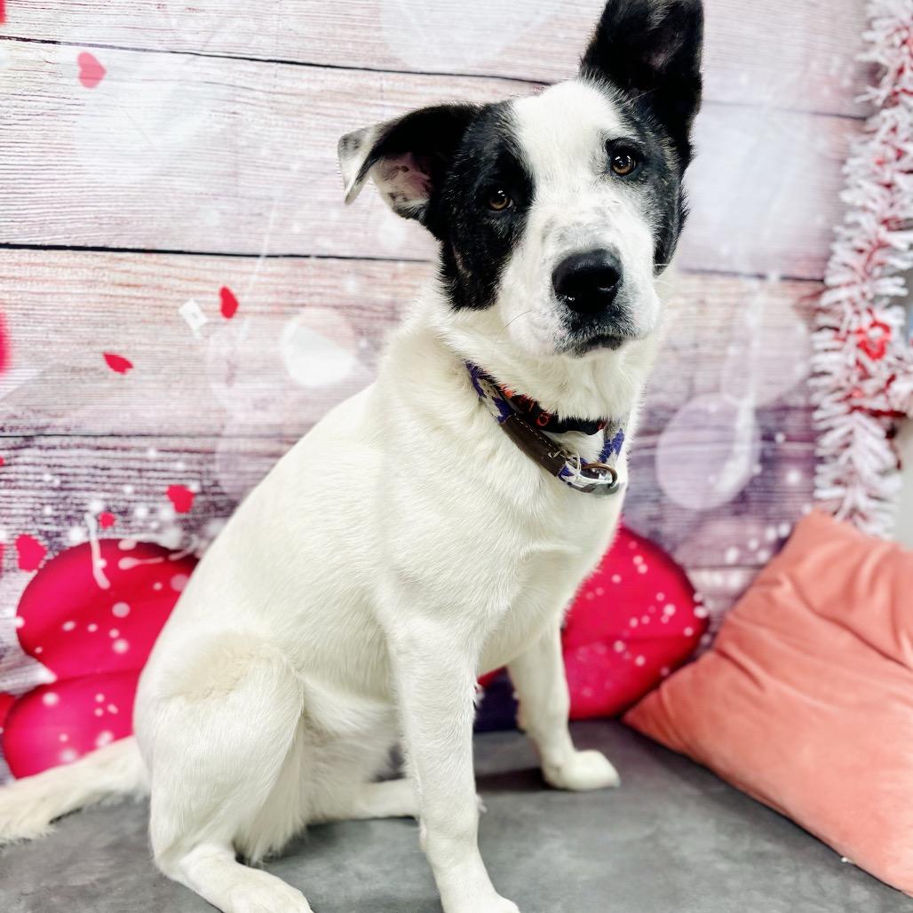 Enlarge Marshmallow / Hannah, a Adoptable mixed breed in Lebanon, MO image 3/6